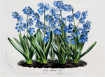 Scilla Sibirica